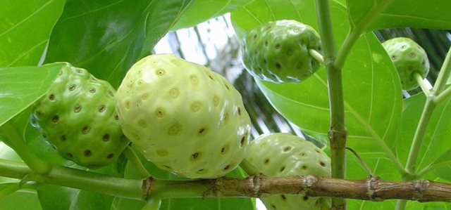 noni no combate a doenças