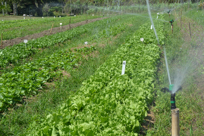 4a - agroecologia e producao organica_foto de Gustavo Porpino_small