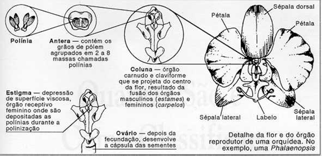 polinea da orquideas 001