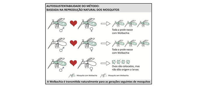 mosquitos-fiocruz-web