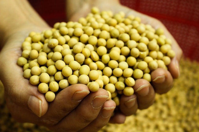 O Brasil é um dos líderes mundiais em exportação de soja