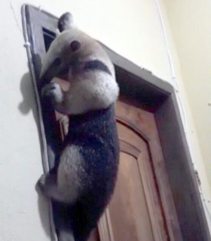 Tamanduá tentando entrar na casa – Foto: Reprodução