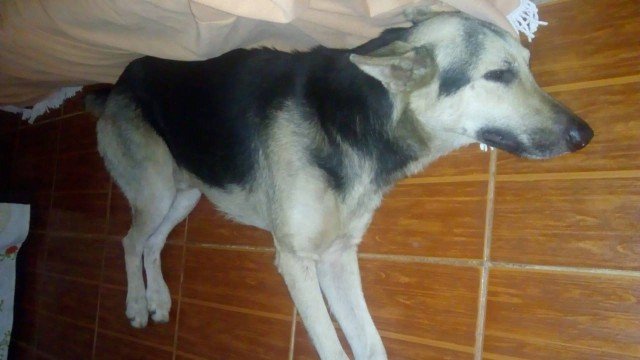 Bob descansa em casa após ficar dez dias desaparecido. Cão foi encontrado a 3km da casa da família Foto: Arquivo Pessoal