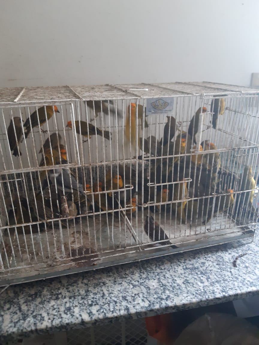 CETAS de Seropédica recebeu nesta sexta-feira 134 pássaros apreendidos pela PRF